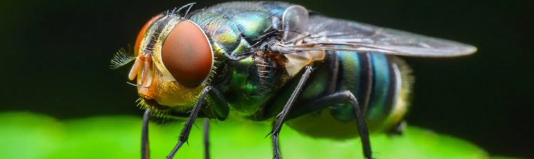 Fly Control