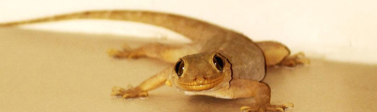 Lizards Control