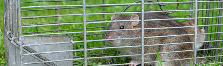 Rat Control