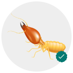 Termite Control